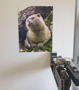 Nuotraukų spausdinimas ant sienos Katinas